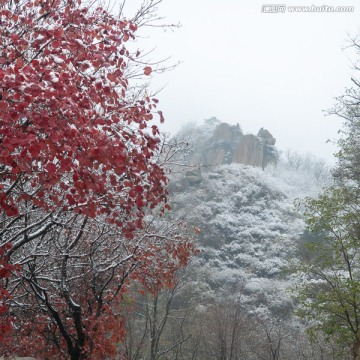 红叶雪