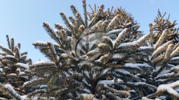 松树枝叶上的雪