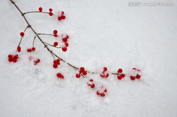 雪中的忍冬果实