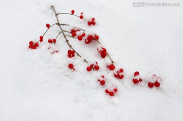 雪中盈相思