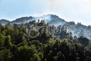 高山树木