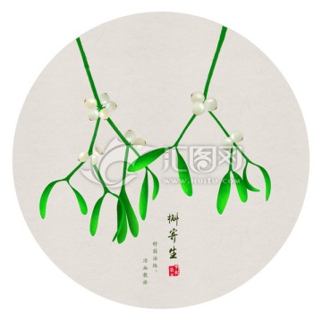 槲寄生 手繪槲寄生