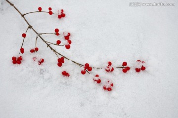 雪中红豆艳