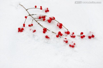 雪中相思盈