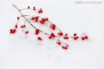 一支红豆雪中艳