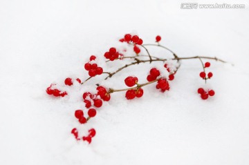 雪色艳相思