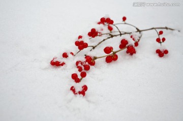 红豆枝头艳