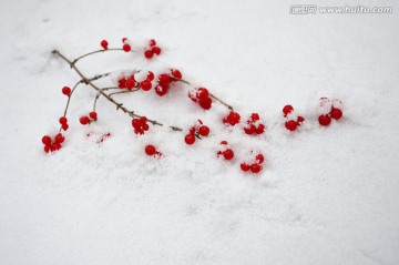 雪中一色艳