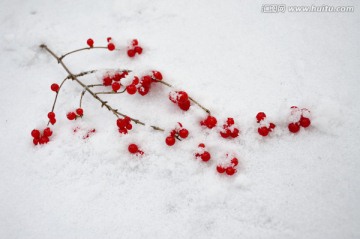 一色艳冬雪