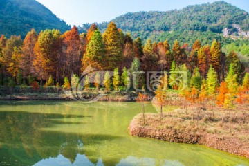 水杉树林 山水风光