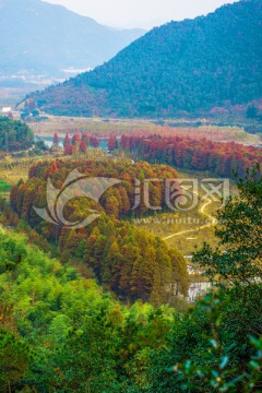 红杉树林 风景 临海