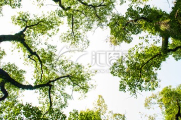 仰拍 樹(shù)枝 天空