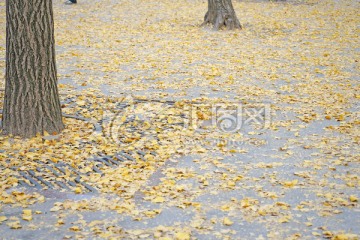 金黄色银杏叶 秋叶 银杏树