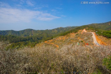 信宜市英地坡梅园