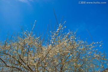 信宜市英地坡梅園