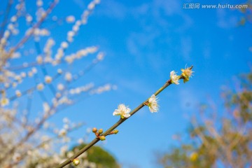 信宜市英地坡梅园