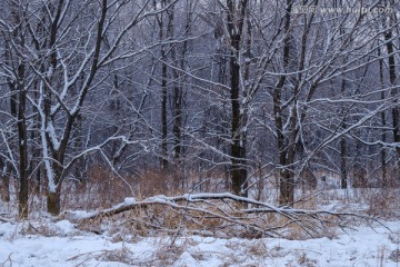 雪中枯树