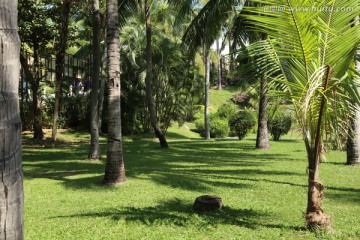 三亚湾椰子树 阳光 草坪