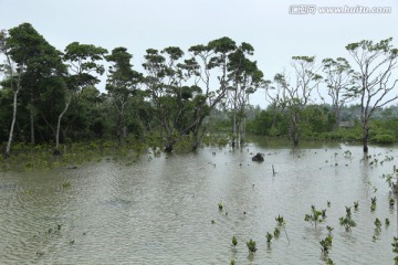 海南红树林湿地