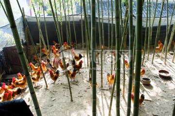 江山鸡