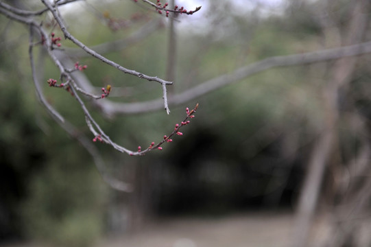 树枝  枝条