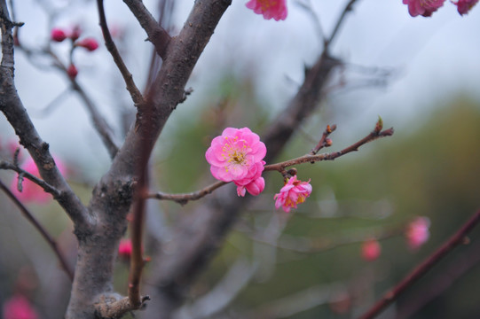 桃花