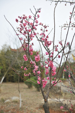春天  桃树