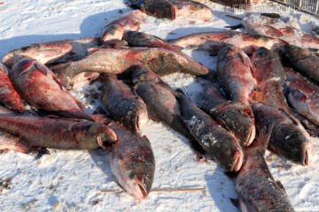 冬捕 捕鱼 打冻网 淡水鱼