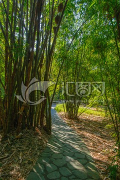 阳光竹林小路