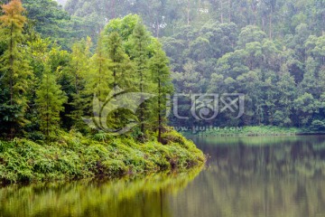 阳光湖岸树林