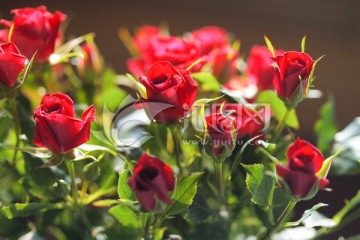 红玫瑰 一束花