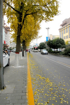 银杏 落叶 街道