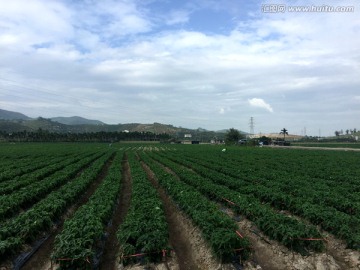 辣椒园 辣椒种植