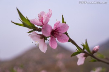 桃花盛开