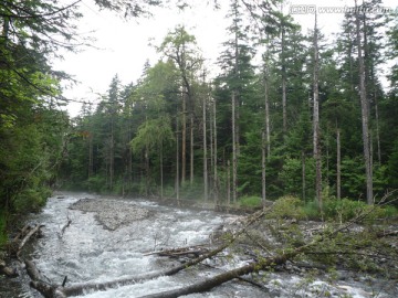 森林 河流