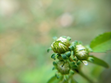 不知名野草