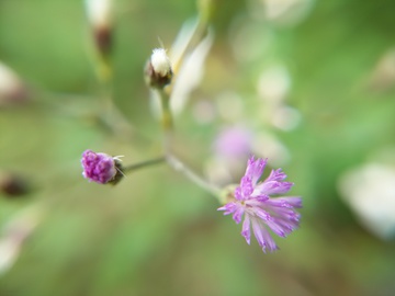 素雅小野花