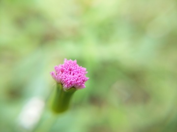 素雅小花