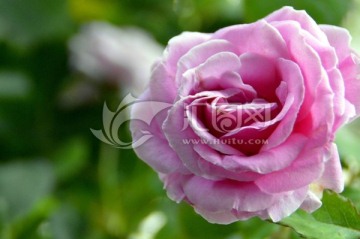 一朵玫瑰花