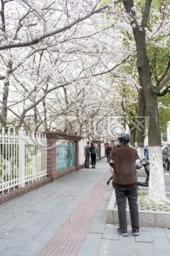 樱花树下 摄影