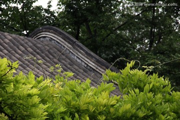绿藤 老房檐