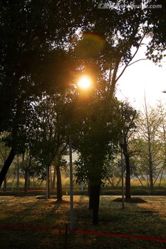 国立武汉大学 树林晨光