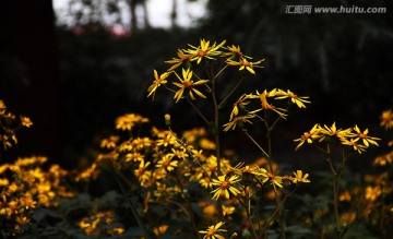 武汉大学 路边的小黄花