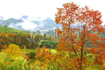 塔川红叶秋色