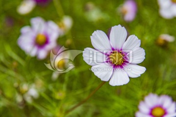 格桑花