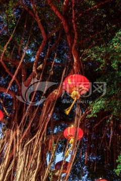 挂灯笼的大榕树 阳光树林 千年