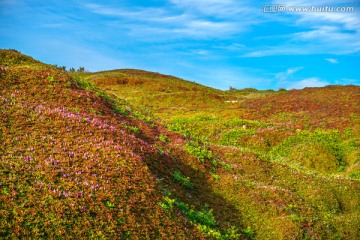 阳光下开满野花的山坡坡地