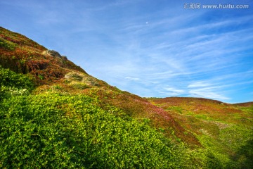 阳光下开满野花的山坡坡地