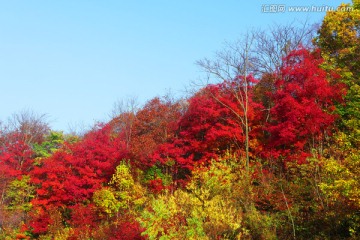 吉林蛟河红叶美景