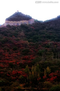 巩义长寿山红叶 高清无噪